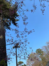 井の頭自然文化園に投稿された画像（2026/3/21）