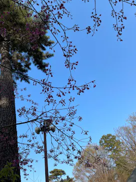 井の頭自然文化園に投稿された画像（2026/3/21）