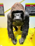 特別展「超危険生物展　科学で挑む生き物の本気」に投稿された画像（2026/3/21）