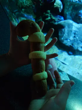 新江ノ島水族館に投稿された画像（2026/3/21）