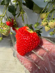 ITADAKI FARMに投稿された画像（2026/3/21）