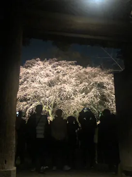 六義園に投稿された画像（2026/3/21）