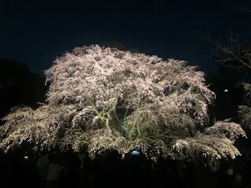 六義園に投稿された画像（2026/3/21）