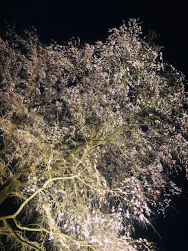 六義園に投稿された画像（2026/3/21）