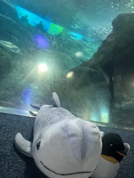 新江ノ島水族館に投稿された画像（2026/3/21）