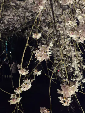 六義園に投稿された画像（2026/3/21）