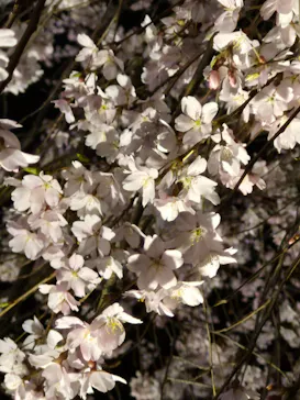 六義園に投稿された画像（2026/3/21）