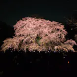 六義園に投稿された画像（2026/3/21）