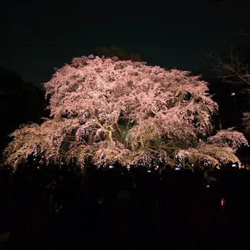 六義園に投稿された画像（2026/3/21）