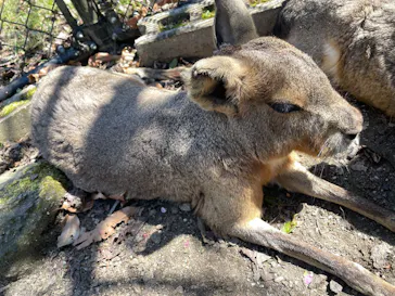 長崎バイオパークに投稿された画像（2026/3/21）