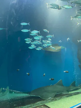 マクセル アクアパーク品川に投稿された画像（2026/3/21）