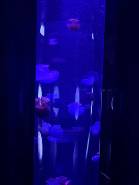 サンシャイン水族館に投稿された画像（2026/3/21）