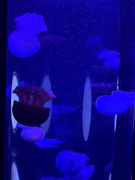 サンシャイン水族館に投稿された画像（2026/3/21）