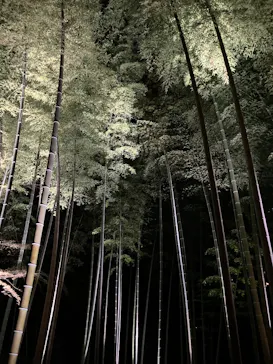 六義園に投稿された画像（2026/3/21）