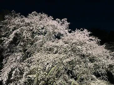 六義園に投稿された画像（2026/3/21）