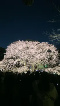 六義園に投稿された画像（2026/3/21）