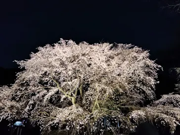 六義園に投稿された画像（2026/3/21）