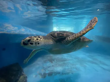 のとじま水族館に投稿された画像（2026/3/21）