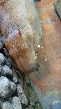 おさるの湯もみ処　おさ湯に投稿された画像（2026/3/21）