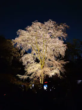 六義園に投稿された画像（2026/3/21）