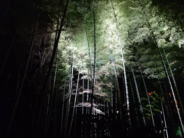 六義園に投稿された画像（2026/3/21）