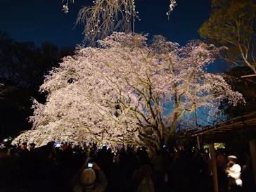 六義園に投稿された画像（2026/3/21）