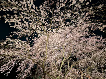 六義園に投稿された画像（2026/3/21）