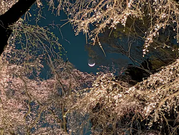 六義園に投稿された画像（2026/3/21）