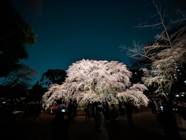 六義園に投稿された画像（2026/3/21）