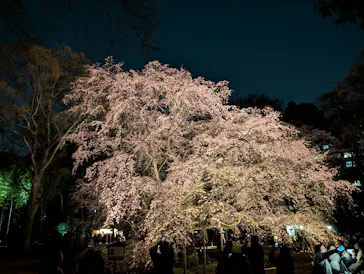 六義園に投稿された画像（2026/3/21）