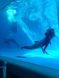 上越市立水族博物館 うみがたりに投稿された画像（2026/3/21）