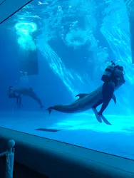 上越市立水族博物館 うみがたりに投稿された画像（2026/3/21）