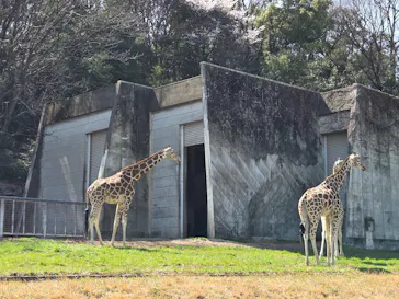 名古屋市東山動植物園に投稿された画像（2026/3/21）