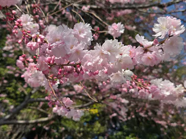 名古屋市東山動植物園に投稿された画像（2026/3/21）