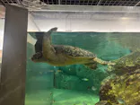 九十九島水族館海きららに投稿された画像（2026/3/21）