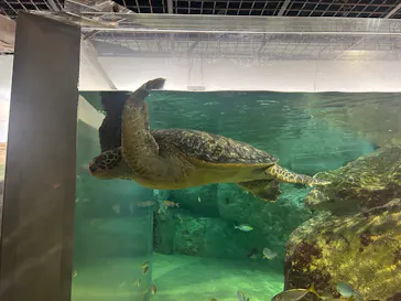 九十九島水族館海きららに投稿された画像（2026/3/21）