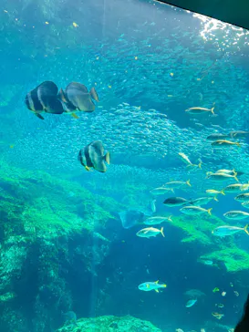 九十九島水族館海きららに投稿された画像（2026/3/21）