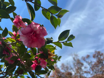 仙巌園に投稿された画像（2026/3/21）