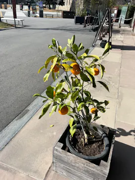 仙巌園に投稿された画像（2026/3/21）