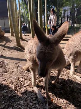 ANIMAL WONDER REZOURT 市原ぞうの国・サユリワールドに投稿された画像（2026/3/21）