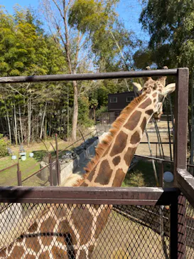 ANIMAL WONDER REZOURT 市原ぞうの国・サユリワールドに投稿された画像（2026/3/21）