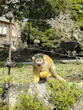 伊豆シャボテン動物公園に投稿された画像（2026/3/21）