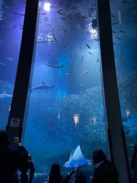 横浜・八景島シーパラダイスに投稿された画像（2026/3/21）