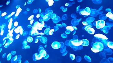 すみだ水族館に投稿された画像（2026/3/21）