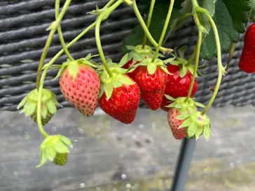 ICHIGOHOUSE.HITACHINAKAに投稿された画像（2026/3/21）