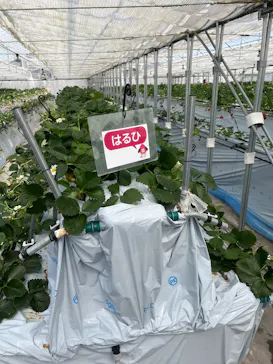 福助ファームに投稿された画像（2026/3/21）