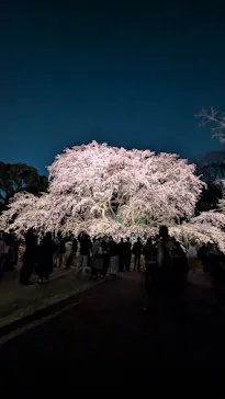 六義園に投稿された画像（2026/3/21）