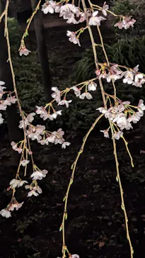 六義園に投稿された画像（2026/3/21）