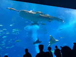 沖縄美ら海水族館に投稿された画像（2026/3/21）