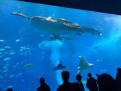 沖縄美ら海水族館に投稿された画像（2026/3/21）